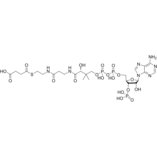 Succinyl CoA