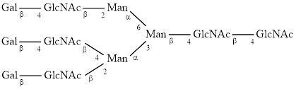 A3G3 glycan (G3)