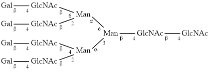 A4G4 glycan