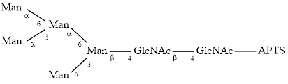 M5 glycan (Man5), APTS labelled