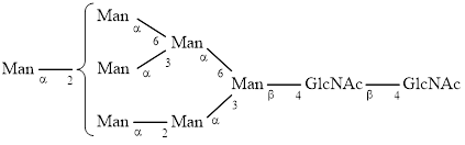 M7 glycan (Man7)