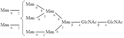 M8 glycan (Man8)