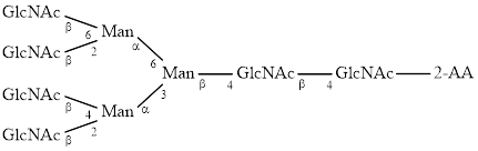 A4 glycan, 2-AA labelled