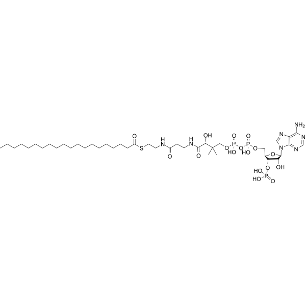 Eicosanoyl-CoA