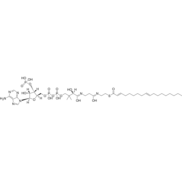 (2E,9E)-Octadecadienoyl-CoA