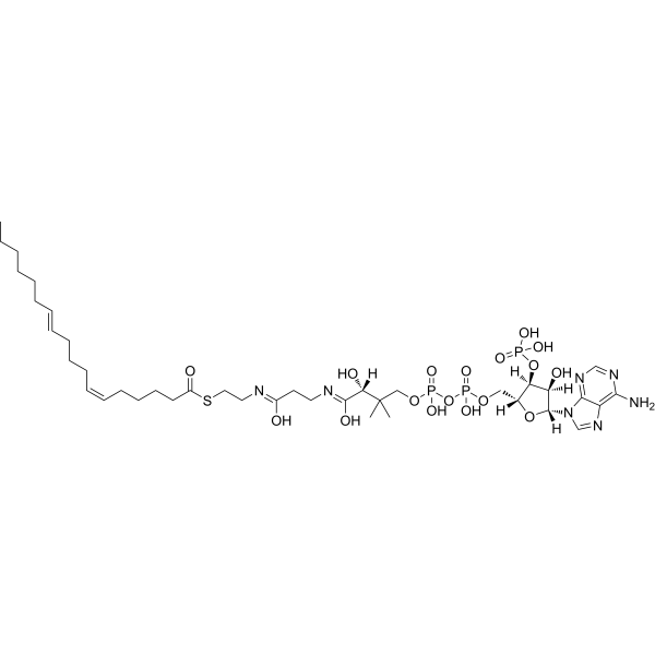 (6Z,11E)-Octadecadienoyl-CoA