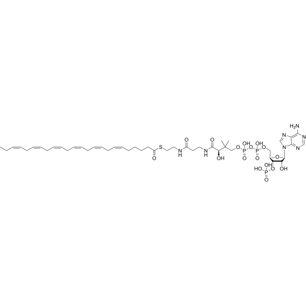 (6Z,9Z,12Z,15Z,18Z,21Z)-Tetracosahexaenoyl-CoA