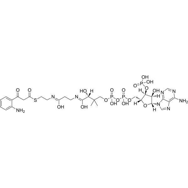 2-Aminobenzoylacetyl-CoA
