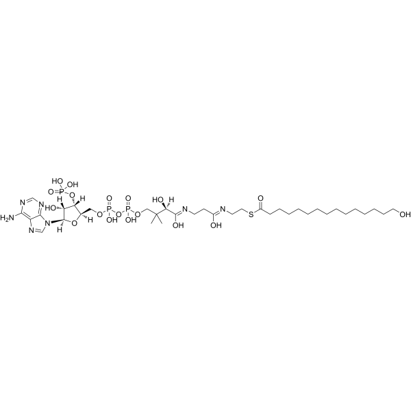 15-Hydroxypentadecanoyl-CoA
