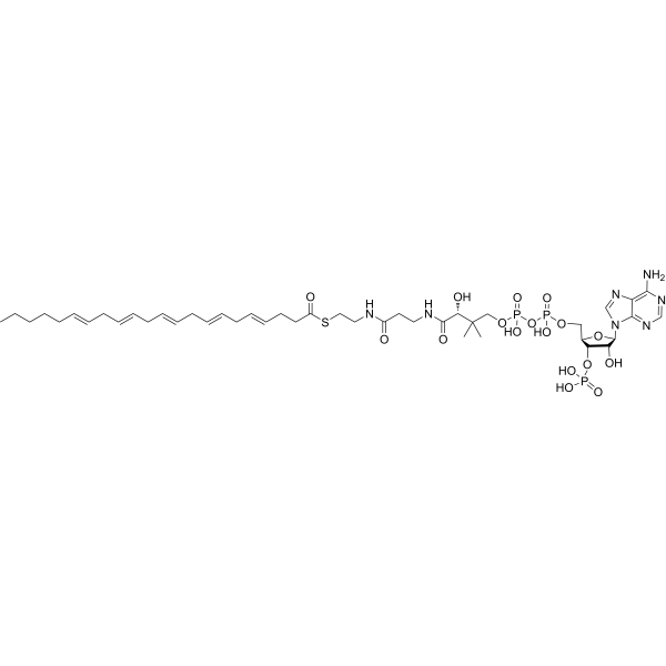 S-4,7,10,13,16-Docosapentaenoate-CoA