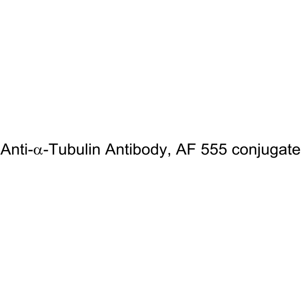 Anti-α-Tubulin Antibody, AF555 conjugate