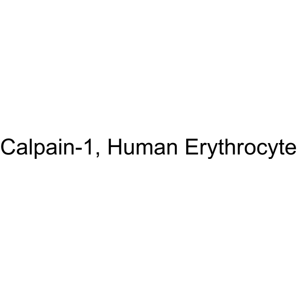 Calpain-1, Human Erythrocyte