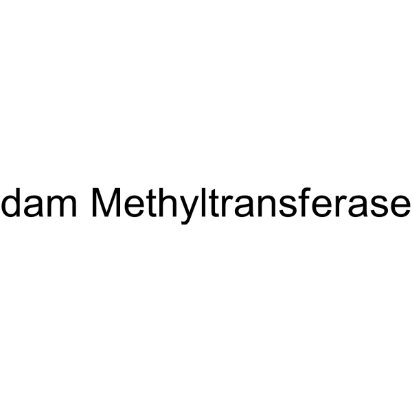 dam Methyltransferase