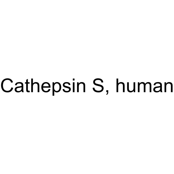 Cathepsin S, human