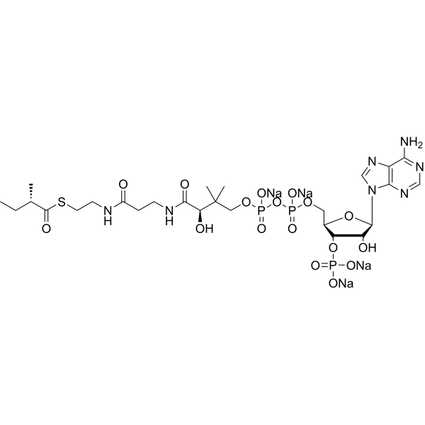 (S)-2-Methylbutyryl-CoA tetrasodium