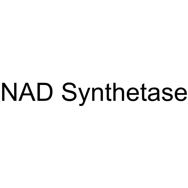 NAD Synthetase