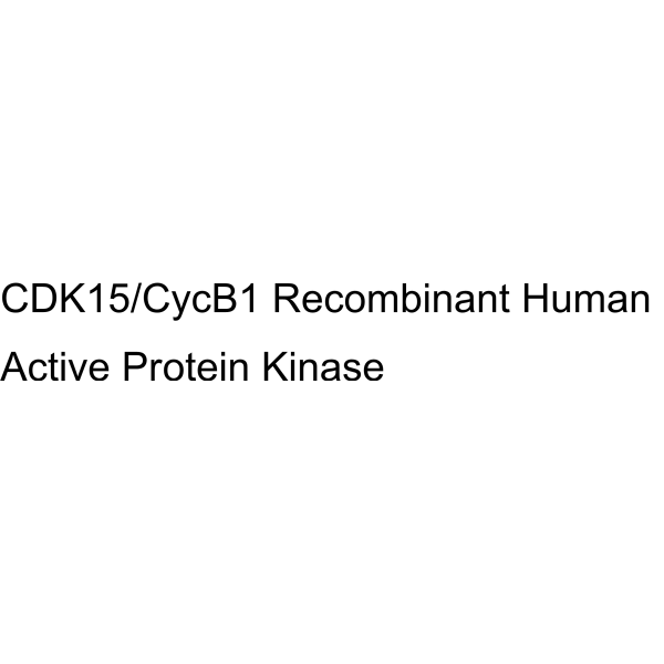 CDK15/CycB1 Recombinant Human Active Protein Kinase