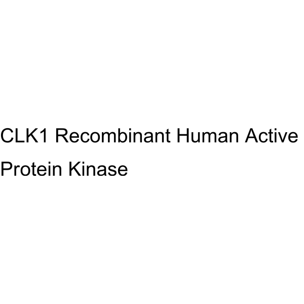 CLK1 Recombinant Human Active Protein Kinase