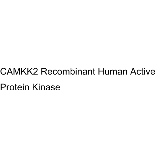 CAMKK2 Recombinant Human Active Protein Kinase