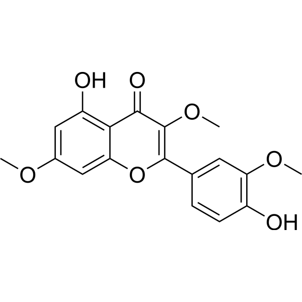 Pachypodol (Standard)