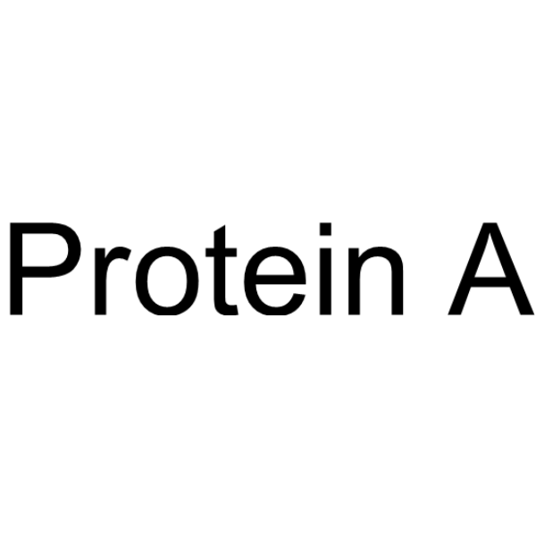 Protein A
