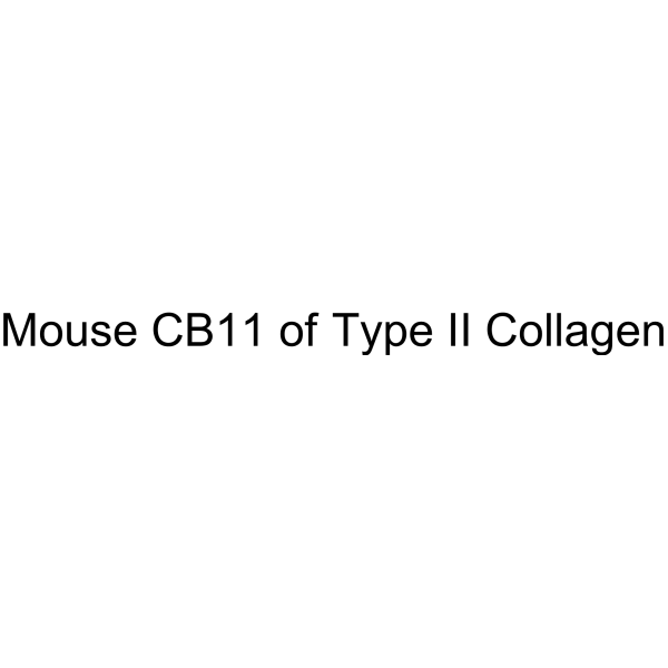 Mouse CB11 of type II collagen