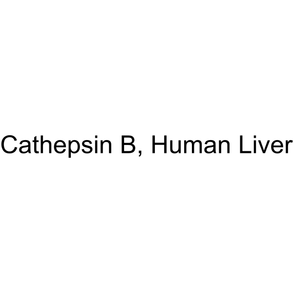 Cathepsin B, Human Liver