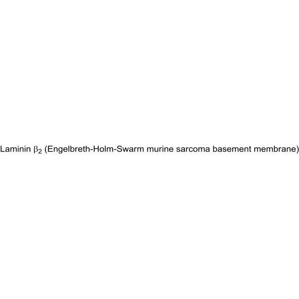 Human Laminin