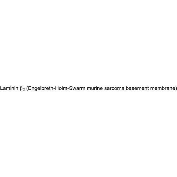 Rat Laminin