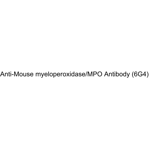 Anti-Mouse myeloperoxidase/MPO Antibody (6G4)