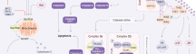Caspase Pathway Map