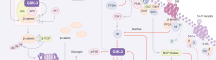 GSK-3 Pathway Map