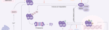 MDM-2/p53 Pathway Map
