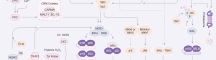 NF-κB Pathway Map