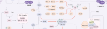 PI3K Pathway Map