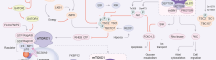 mTOR Pathway Map