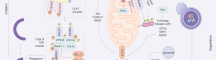 Autophagy Pathway Map