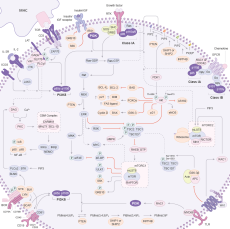 PI3K/Akt/mTOR Signaling Pathway