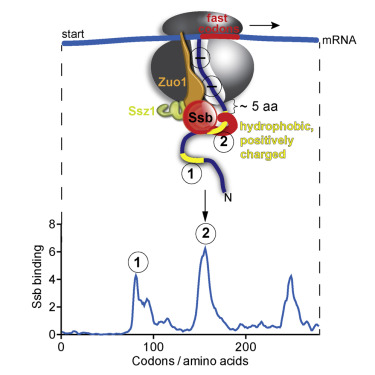 10.1016/j.cell.2017.06.038图片