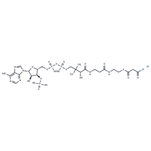 丙二酰胺辅酶 A 锂盐|T38473|TargetMol