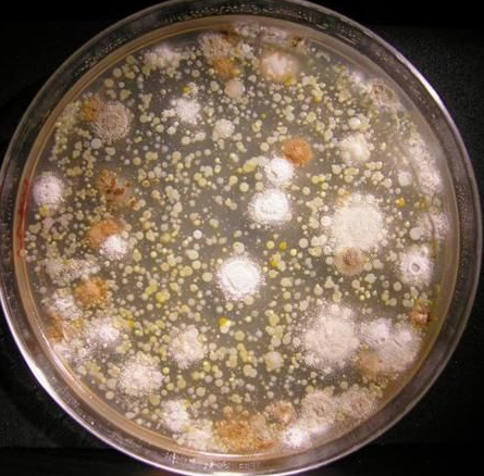 zlzt生物小鼠肿瘤细胞系B82细胞购买