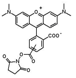 5(6)-TAMRA, 5(6)-羧基四甲基罗丹明琥珀酰亚胺酯CAS号246256-50-8