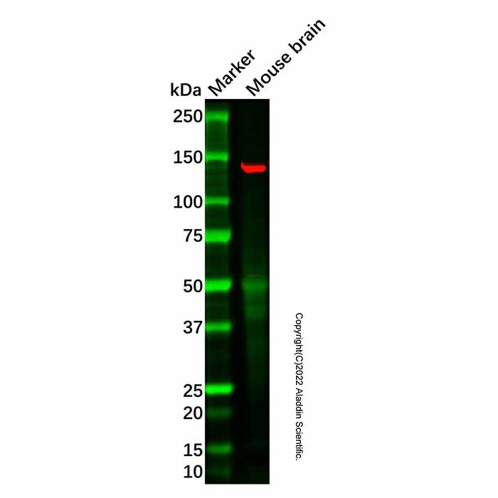 GPI-PLD Antibody