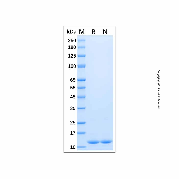 Recombinant Human ERH Protein