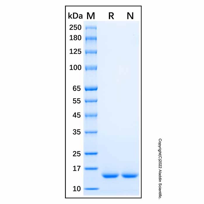 Recombinant Human GCSH Protein