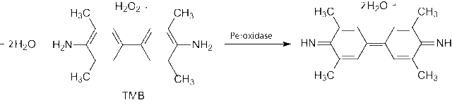 单组分TMB显色液