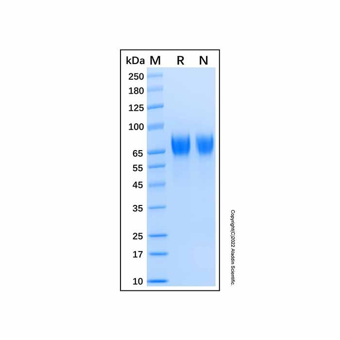 Recombinant Human CEACAM-20 Protein