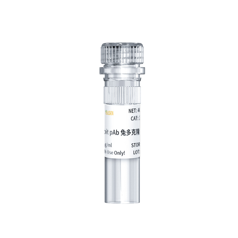 mTOR兔多克隆抗体 mTOR Rabbit pAb 兔多克隆抗体
