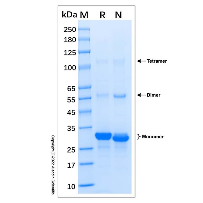 Recombinant Human Geminin Protein