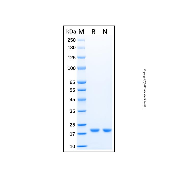Recombinant Human Cofilin 2 Protein